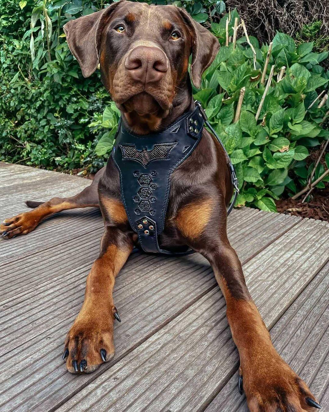 BATDOG Leather Harness – Black with Cobra Texture