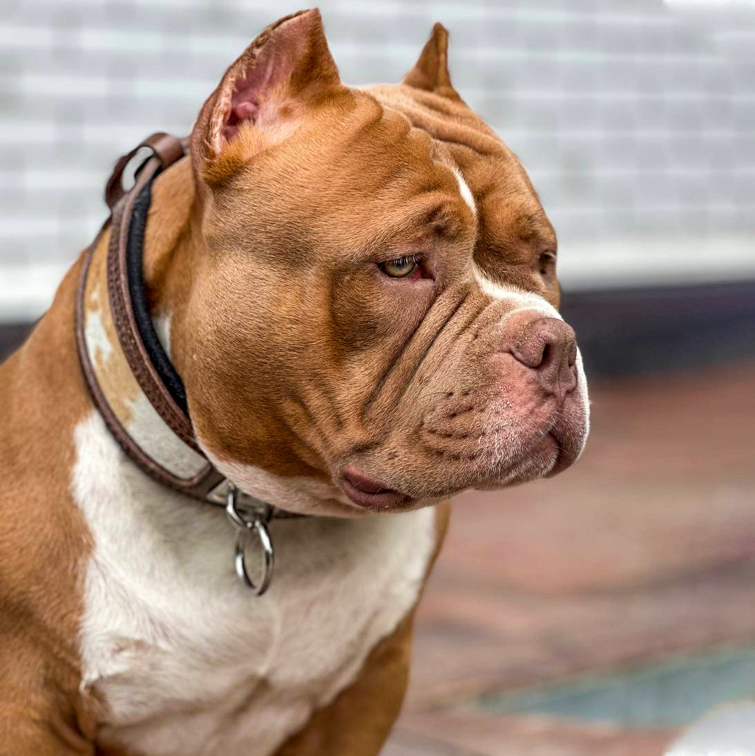 Collare “Radice” – forza viva, bellezza naturale