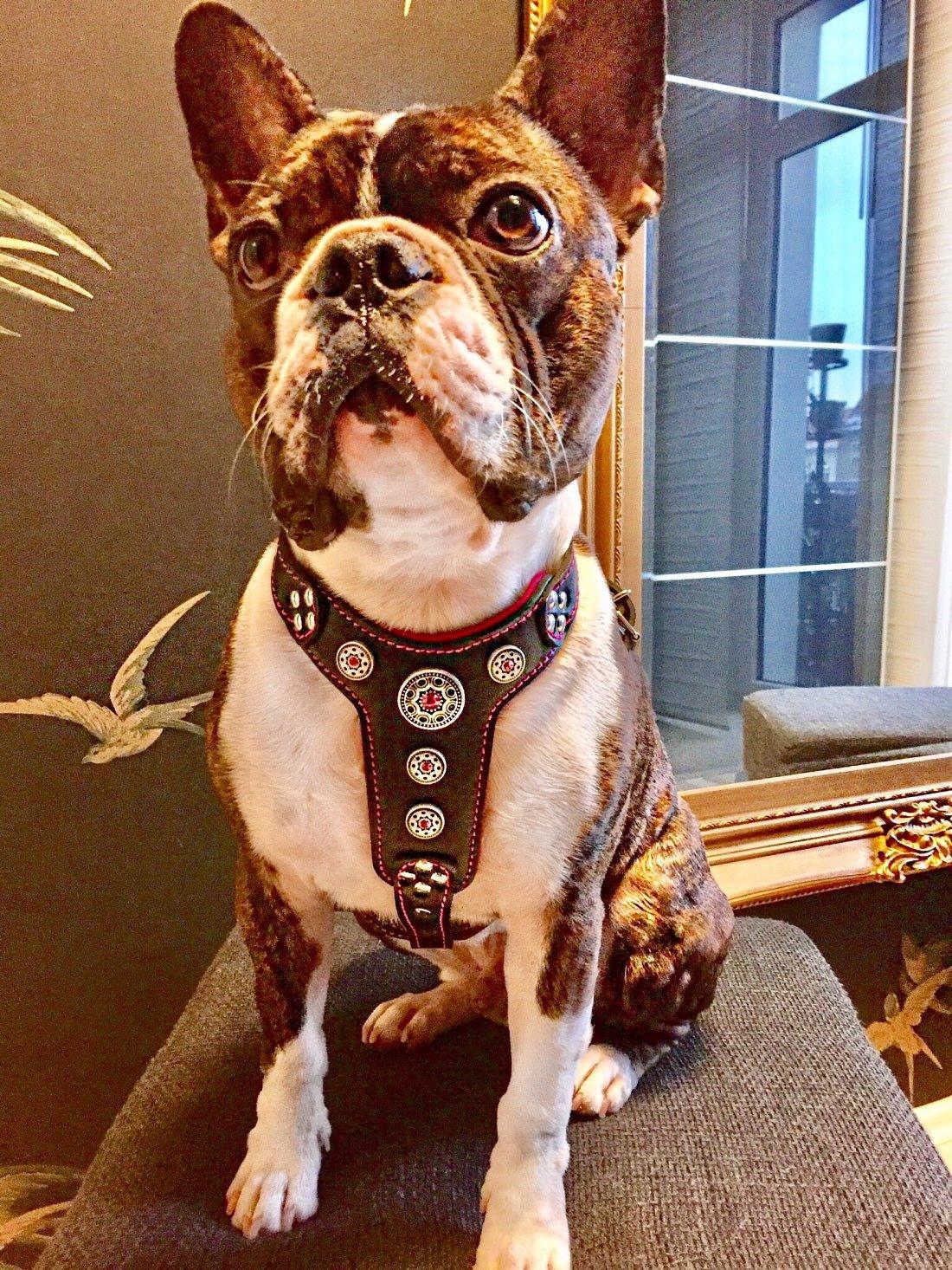 Bijou Harness – Pink Leather & Silver Rhinestones