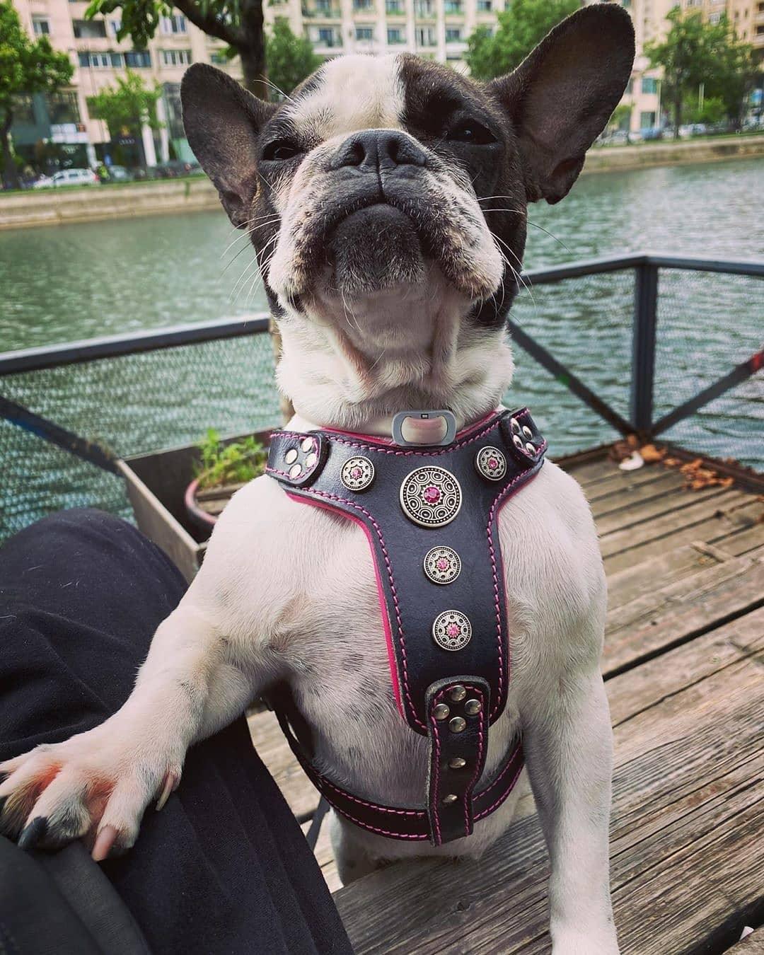 Bijou Harness – Pink Leather & Silver Rhinestones