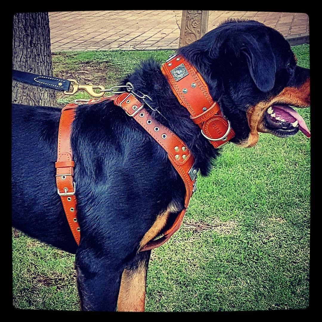 Eros Leather Harness – Brown
