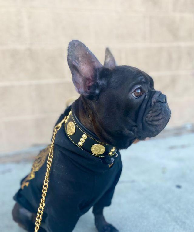 Maximus Leather Collar – Gold Edition