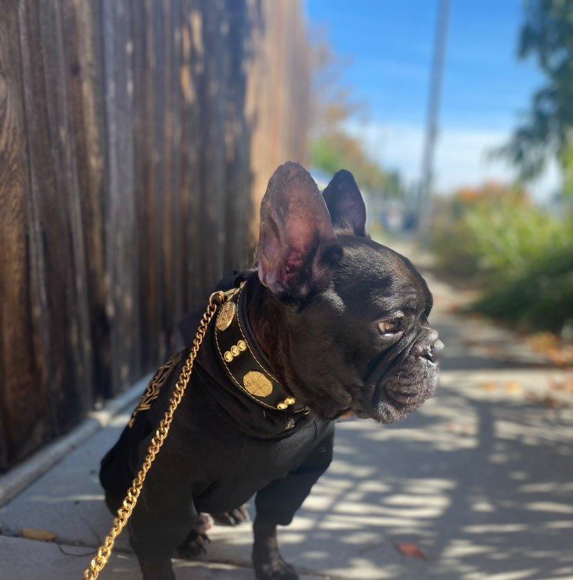 Maximus Leather Collar – Gold Edition