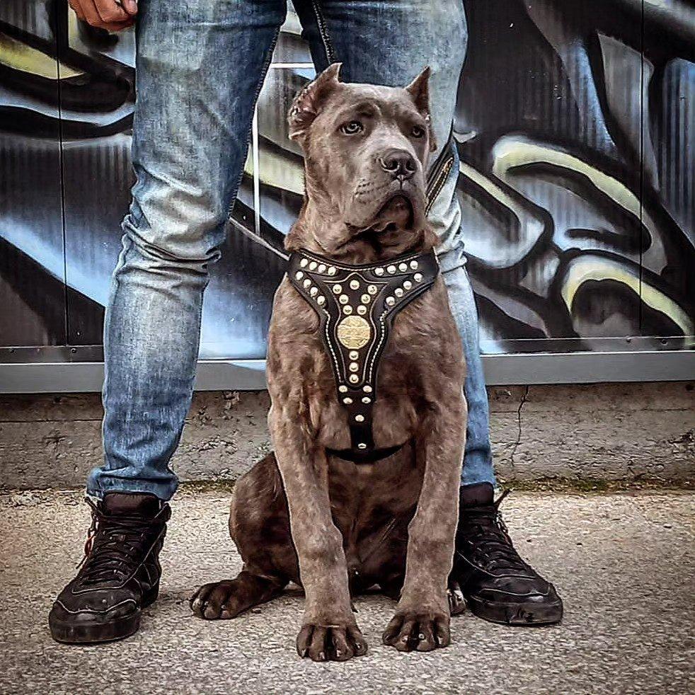 Maximus Leather Harness – Medium Size