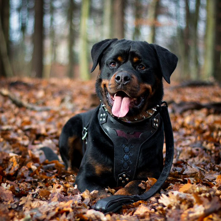 BATDOG Leather Harness – Black with Cobra Texture