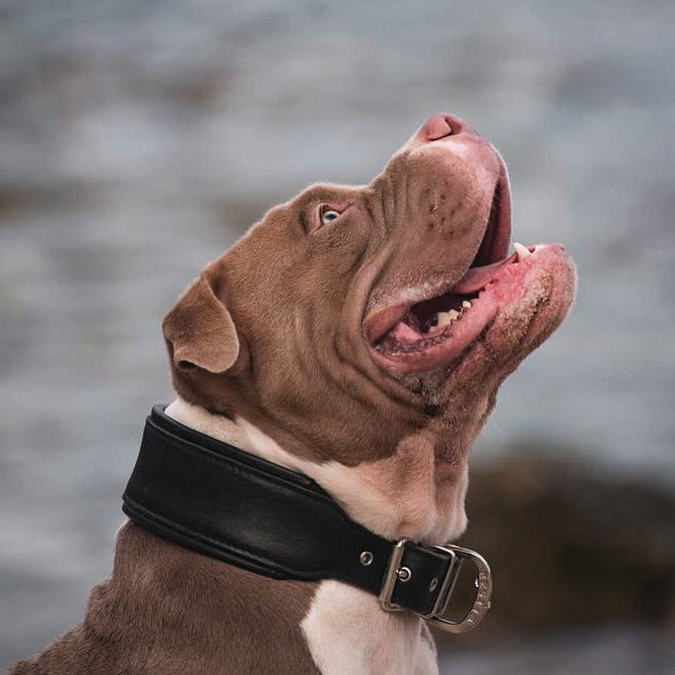 "Origine" collar Black Edition