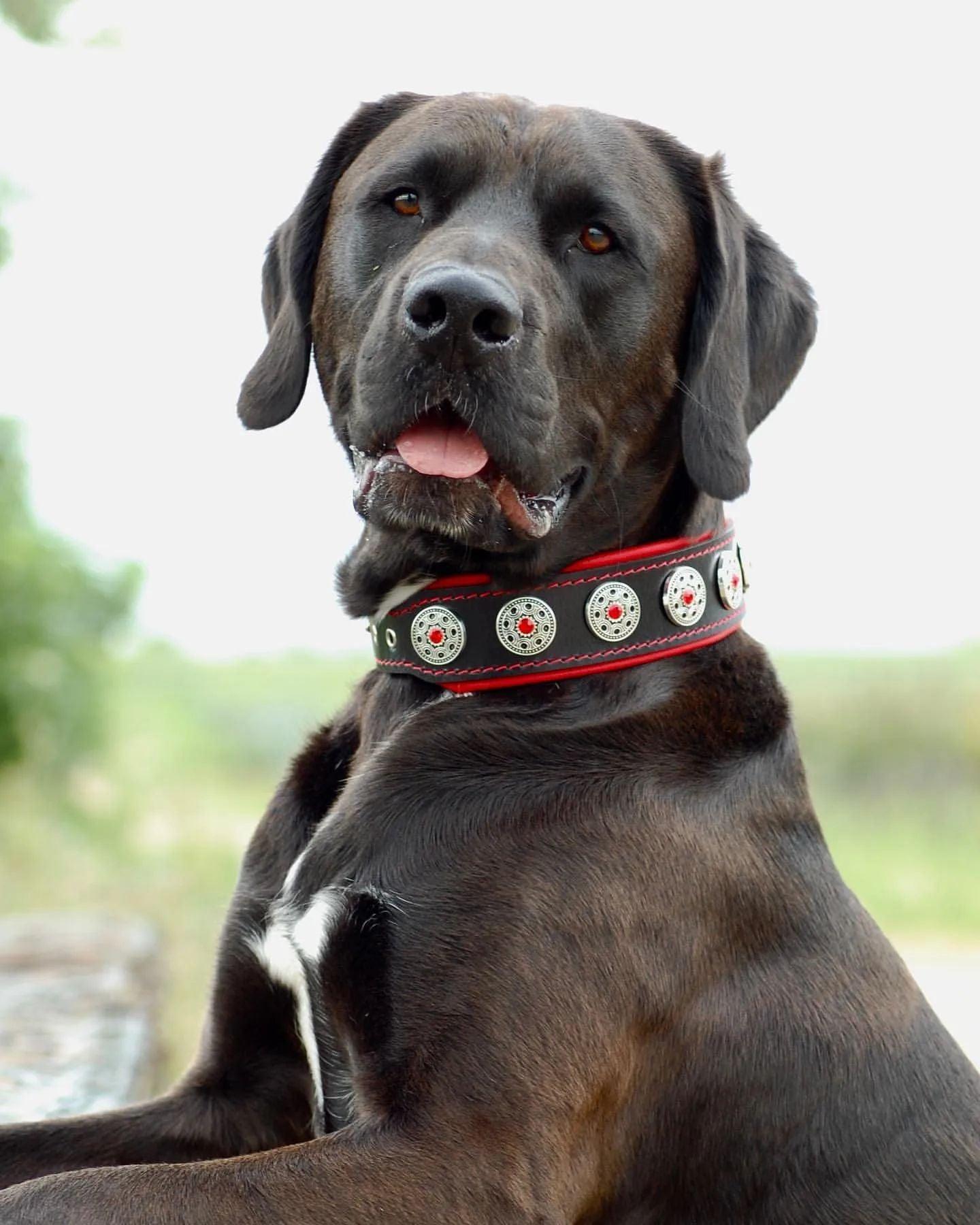 Bijou Leather Collar – Black & Red