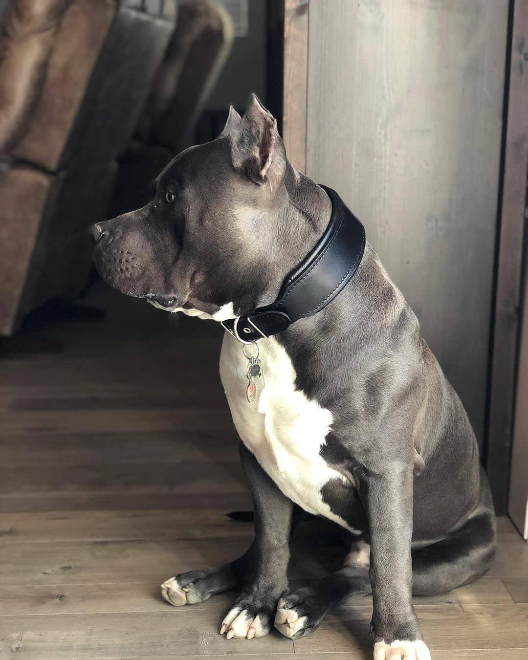 "Origine" collar Black Edition