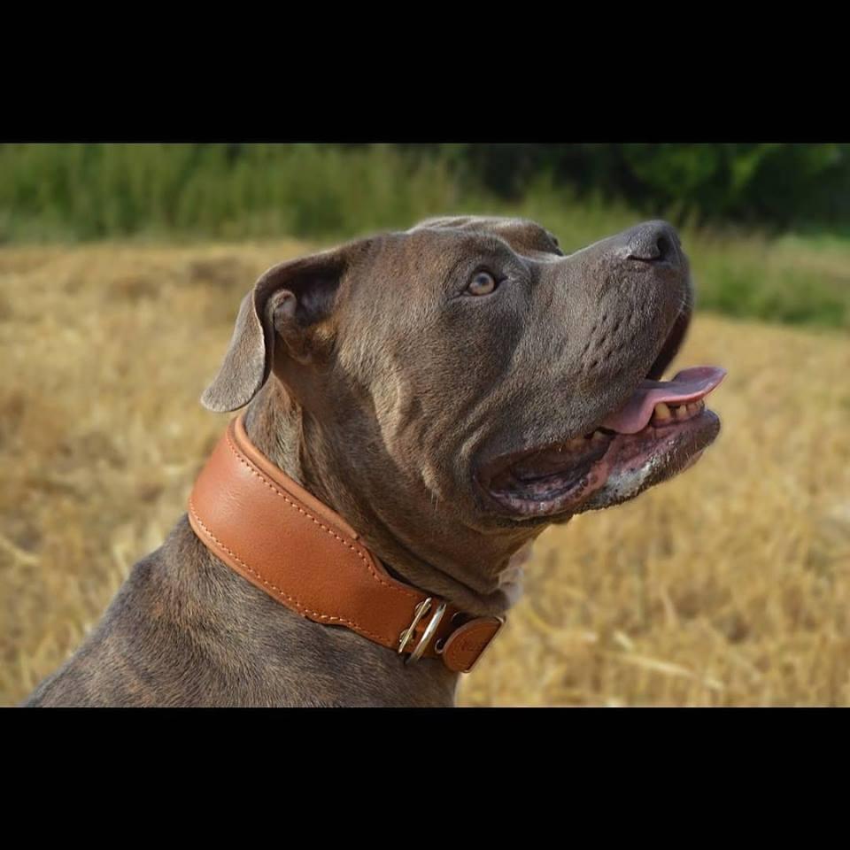 “Origine” Collar – Brown Edition